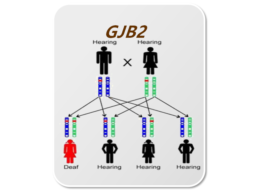 遗传性耳聋基因检测